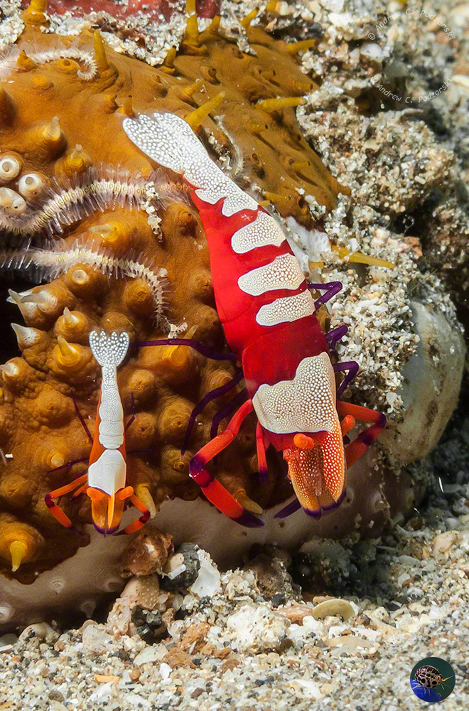 Zenopontonia imperator