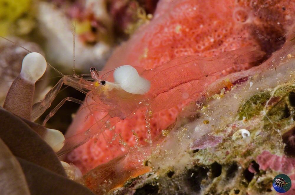 ?Thaumastocaris sp. beside a mushroom coral