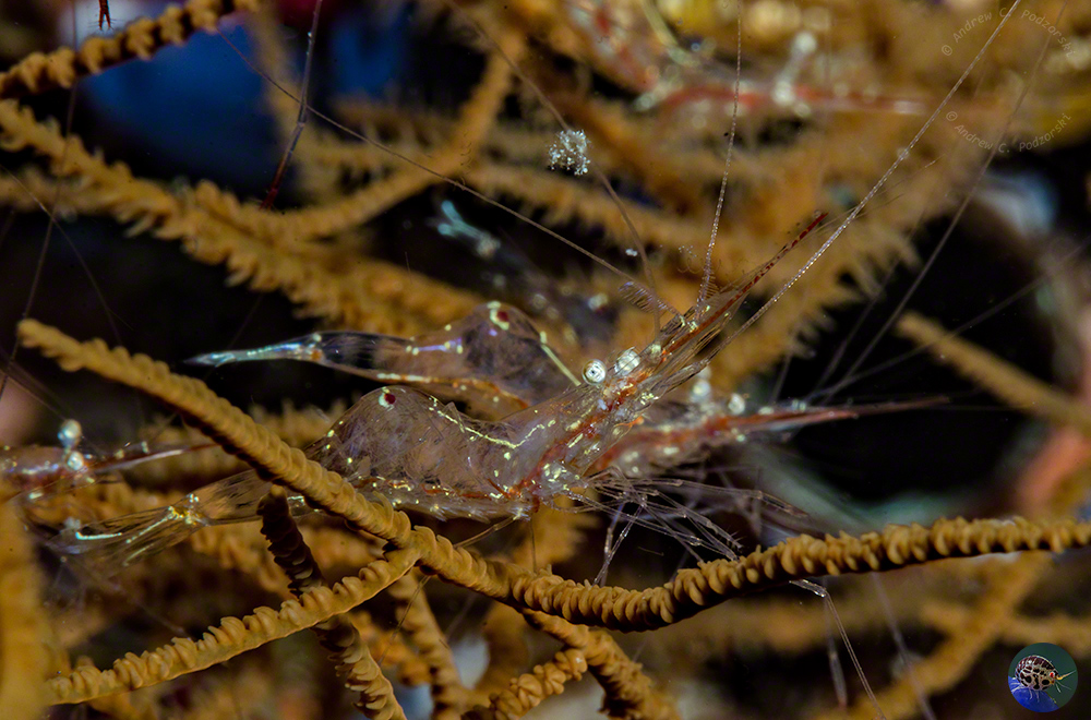 Rabipontonia paragalene in black coral