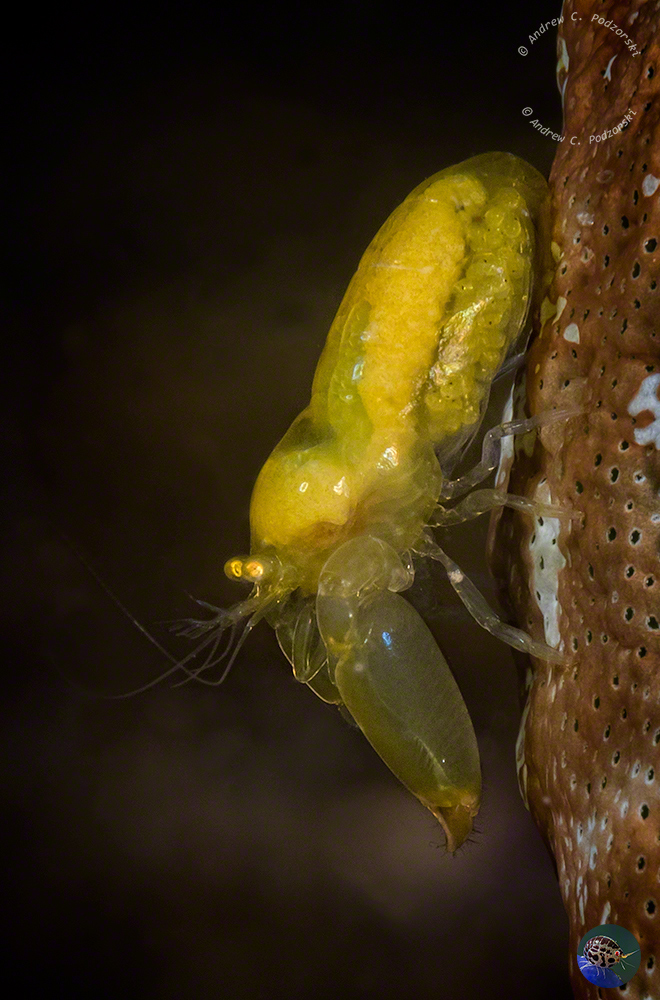 Periclimenaeus storchi - female night foraging
