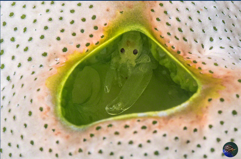 Periclimenaeus storchi