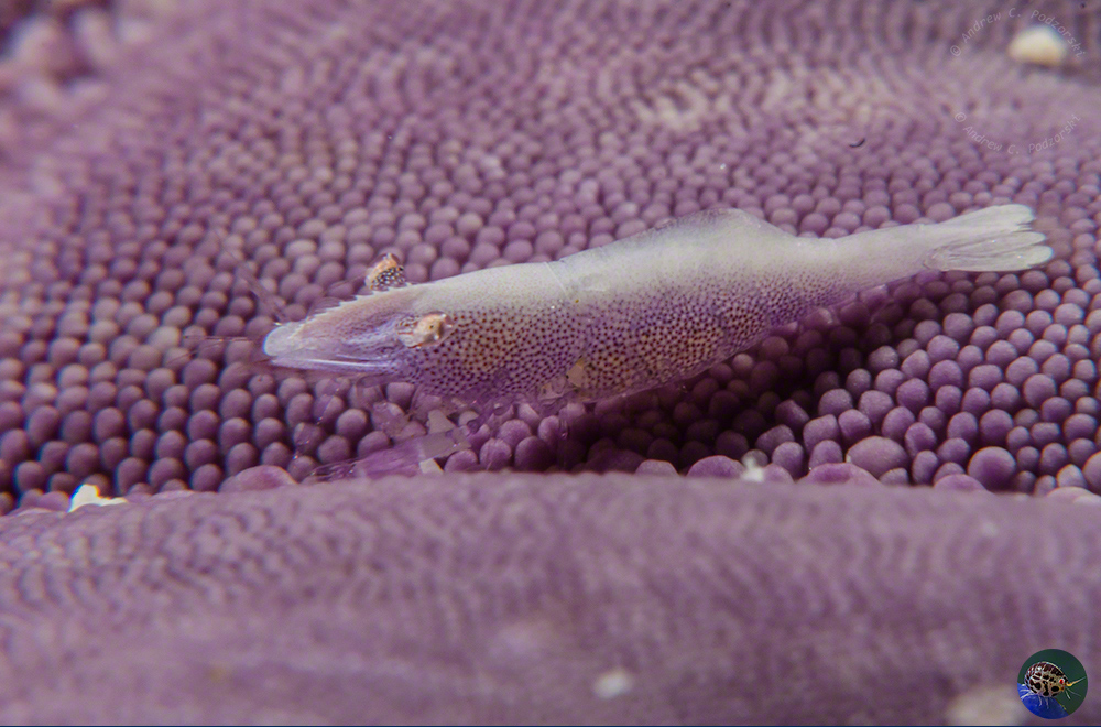 Pereclimenes soror on Linkia