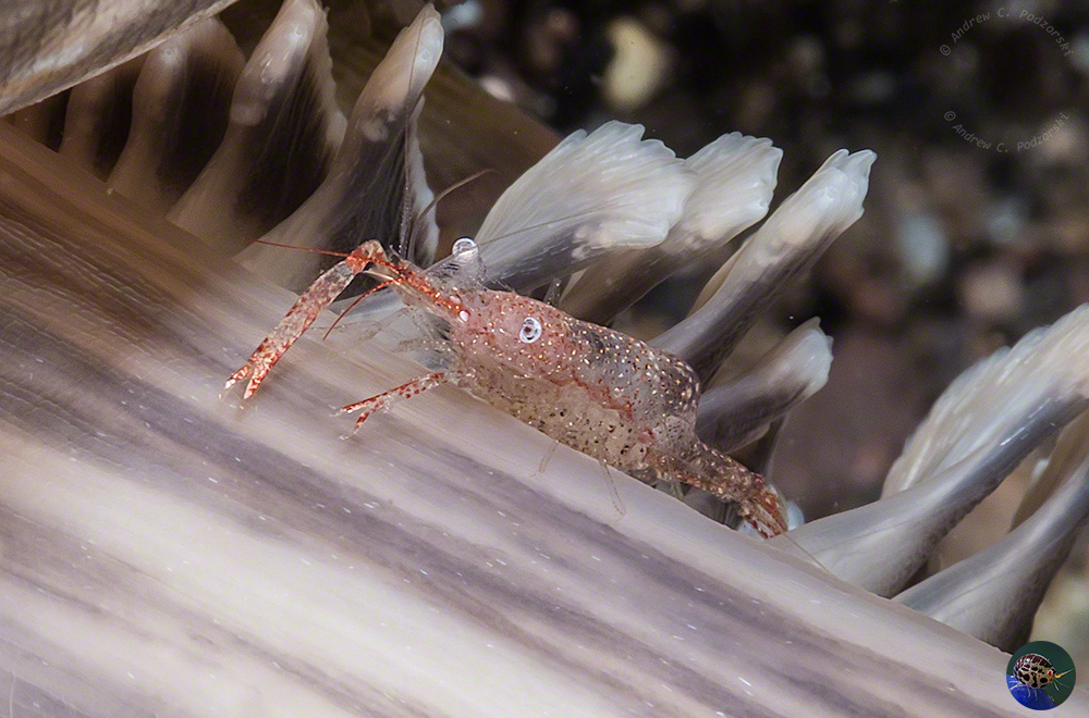 Periclimenes sp. on a sea pen