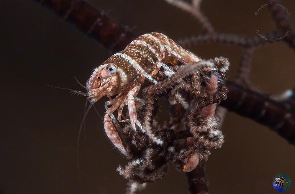 Periclimenes lanipes - female