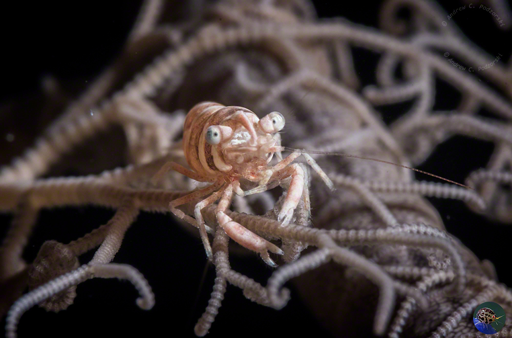 Periclimenes lanipes - female