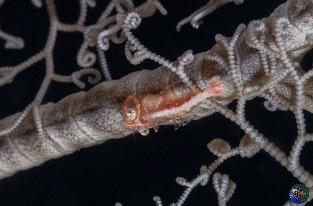 Periclimenes lanipes - male