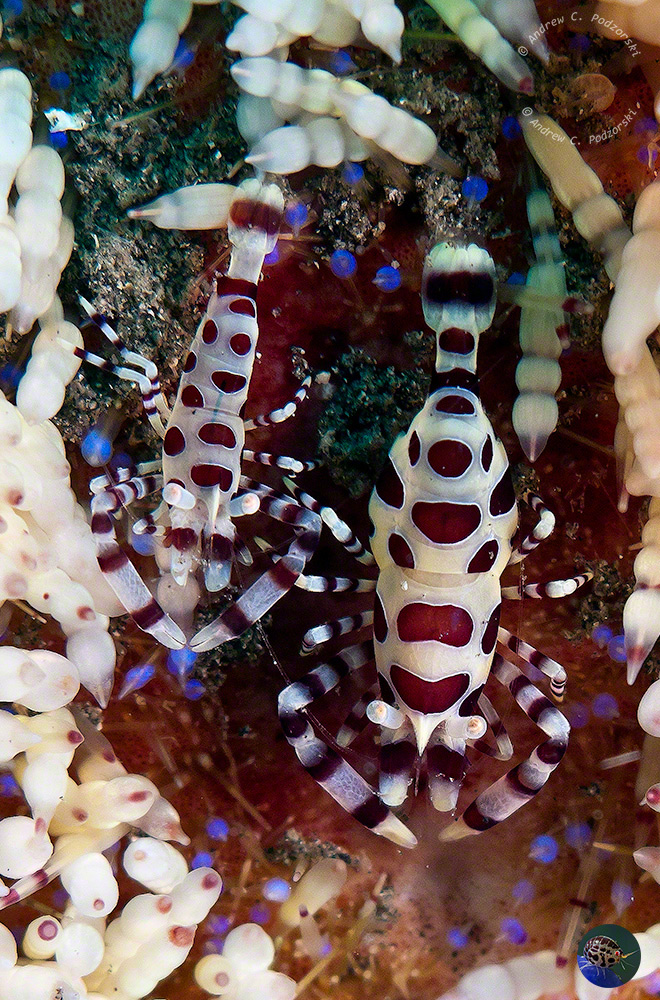 Periclimines colemani - male left, female right