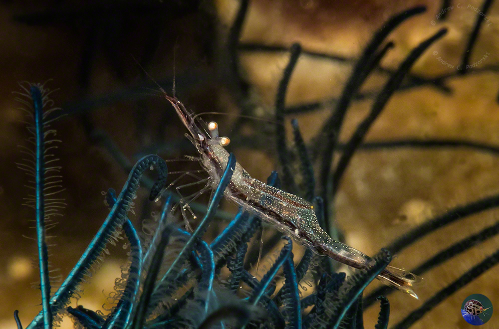 Brucecaris attenuatus - in a feather star