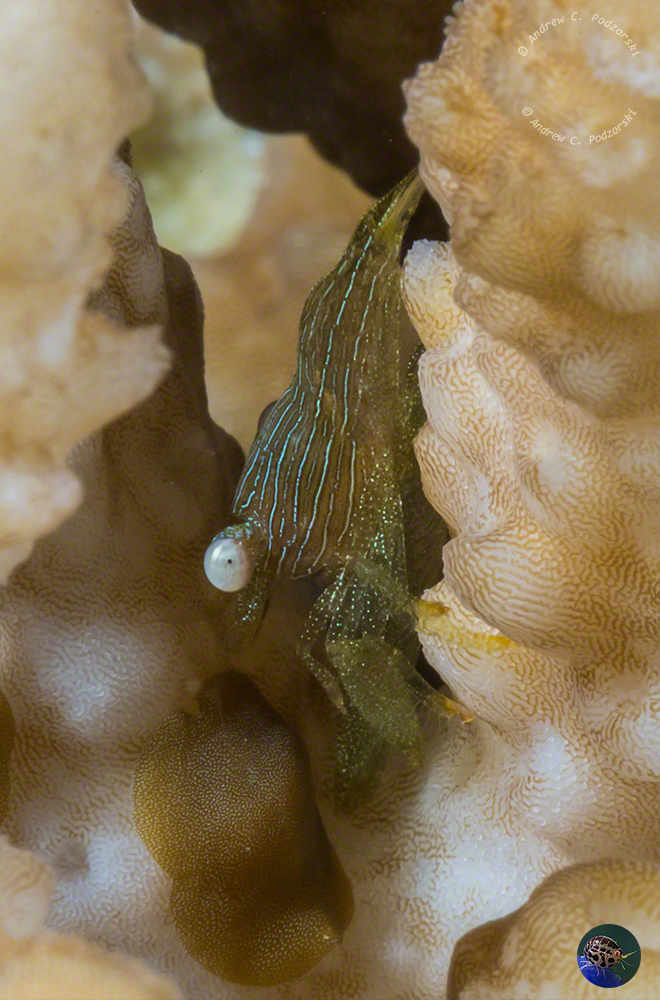 Coralliocaris graminea