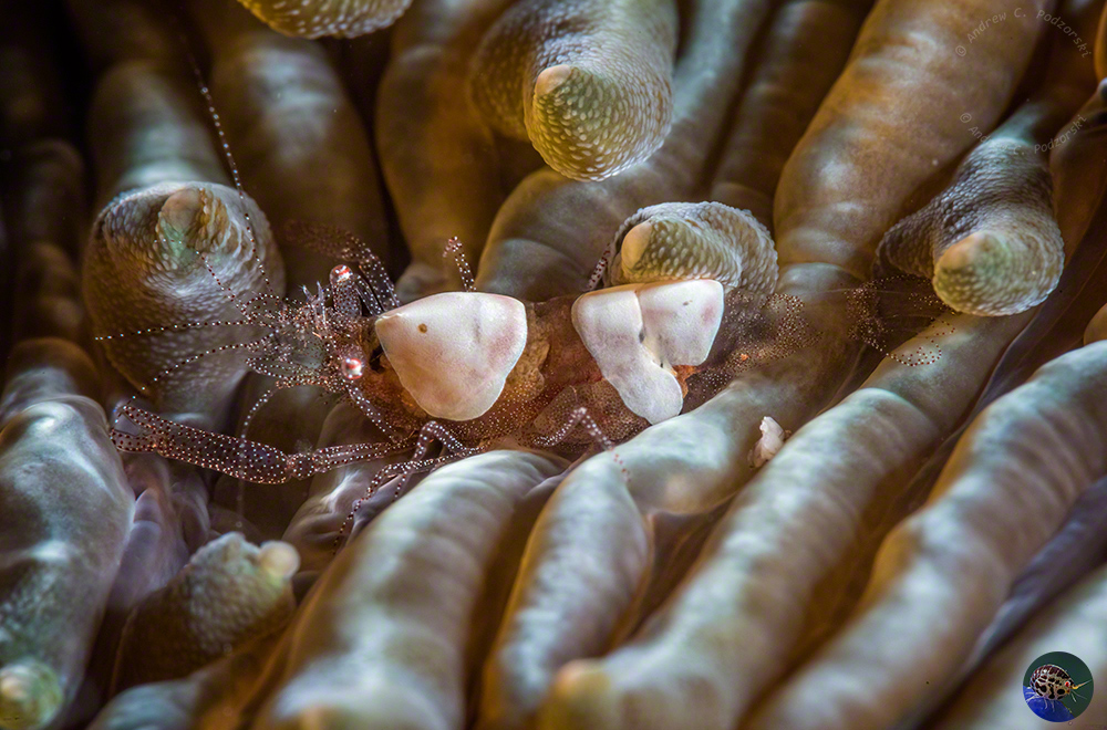 Hamopontionia corallicola