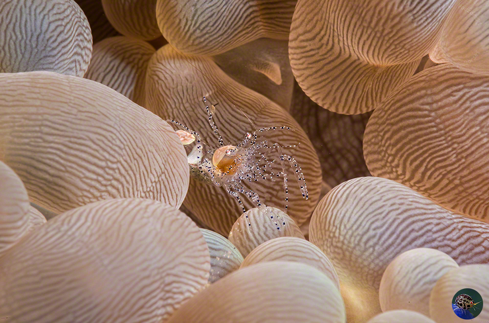 Hamopontionia corallicola