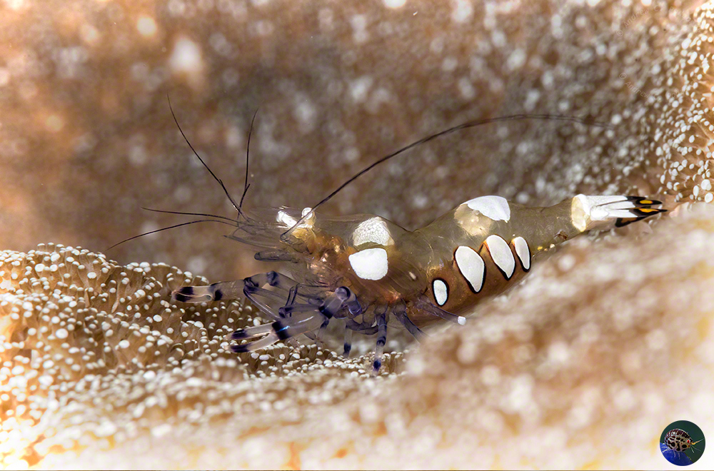 Periclimenes brevicarpalis