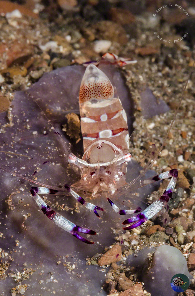 Periclimenes sarasvati