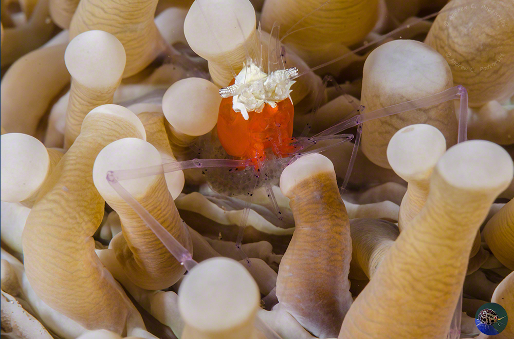 Periclimenes kororensis - with eggs