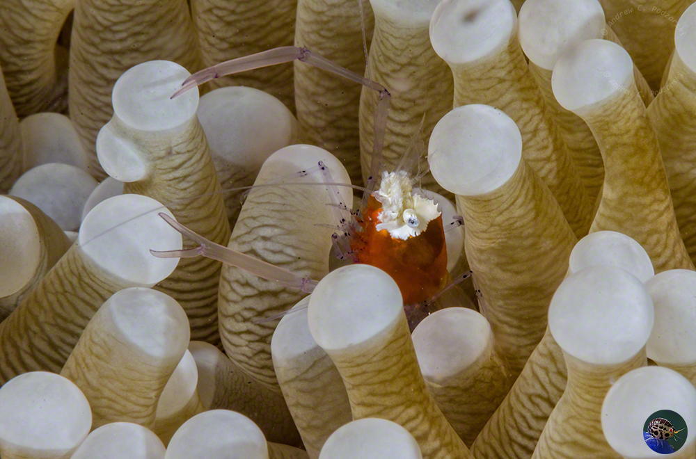 Periclimenes kororensis