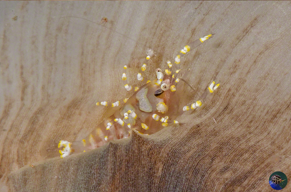 Pliopontonia furtiva