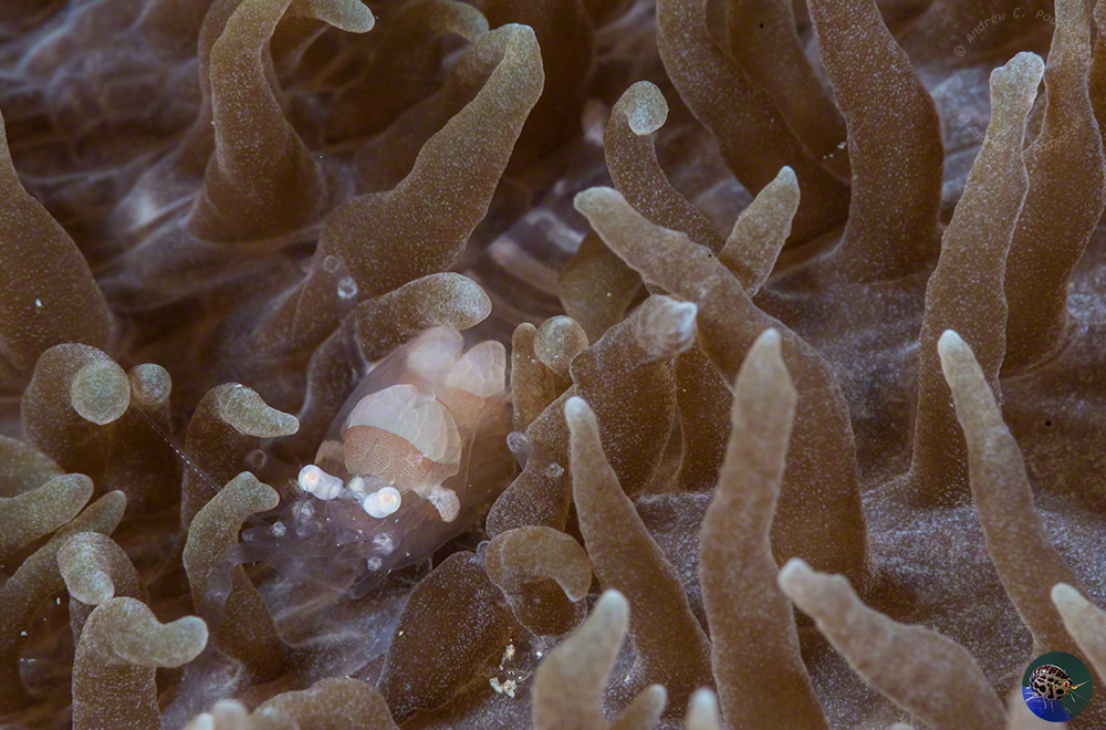 Pliopontonia furtiva