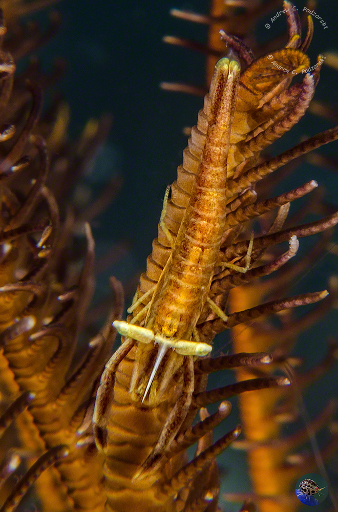 Laomenes amboinensis