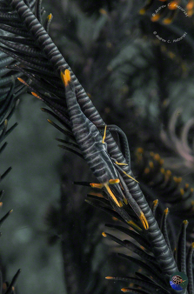 Laomenes amboinensis