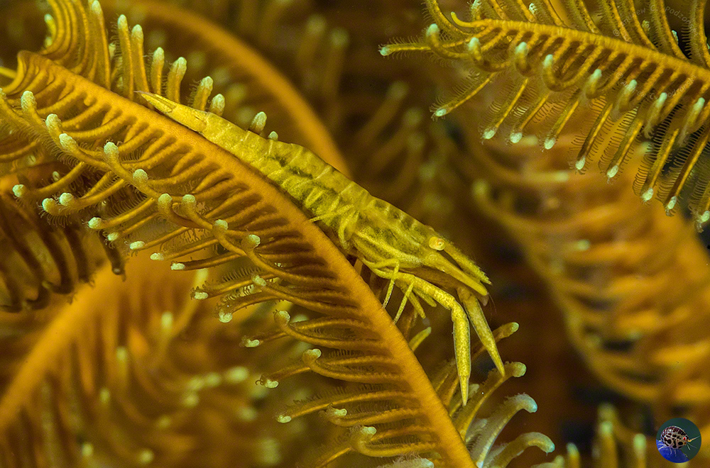 Laomenes amboinensis