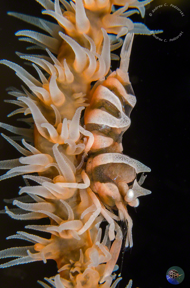 Dasycaris zanzibarica