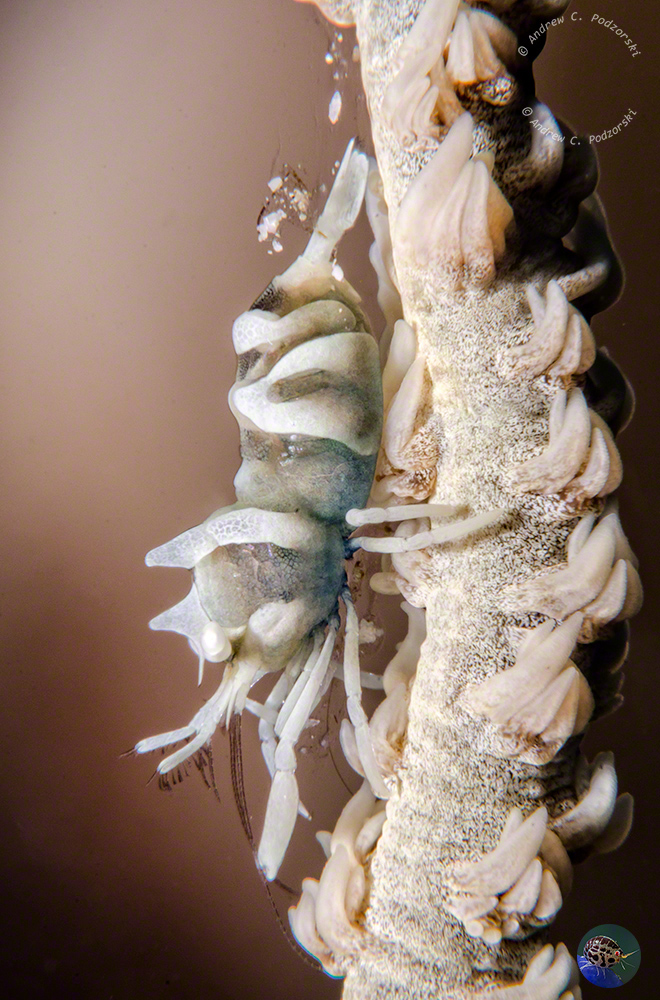 Dasycaris zanzibarica