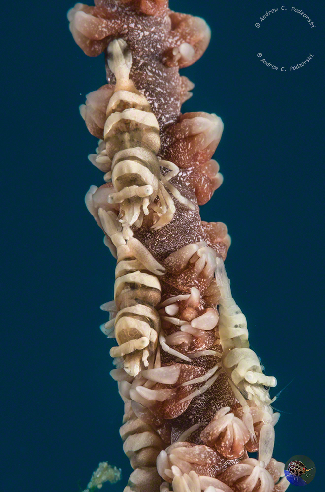 Pontonides ankeri -  2 females, 1 male