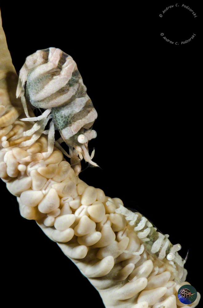 Pontonides ankeri - male, female with eggs