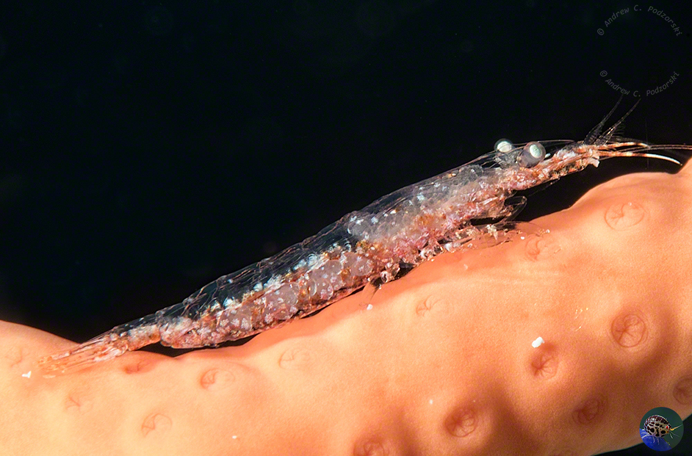 Miopontonia yongei - with eggs