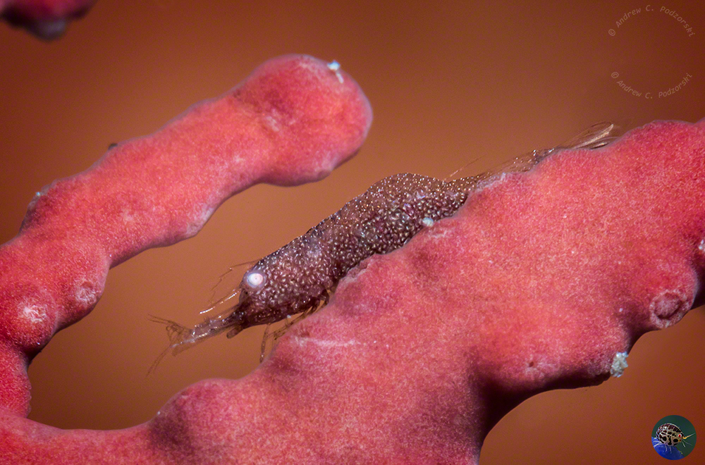 Hamodactylus cf. noumeae