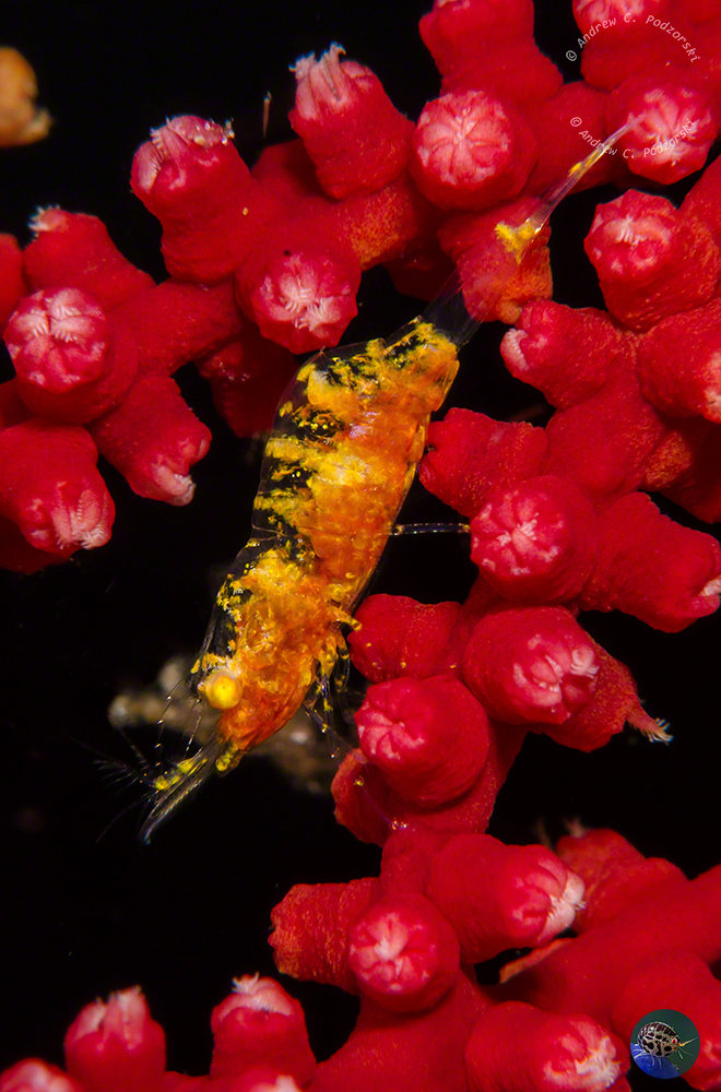 Hamodactylus cf. noumeae