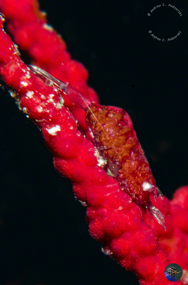 Hamodactylus cf. noumeae