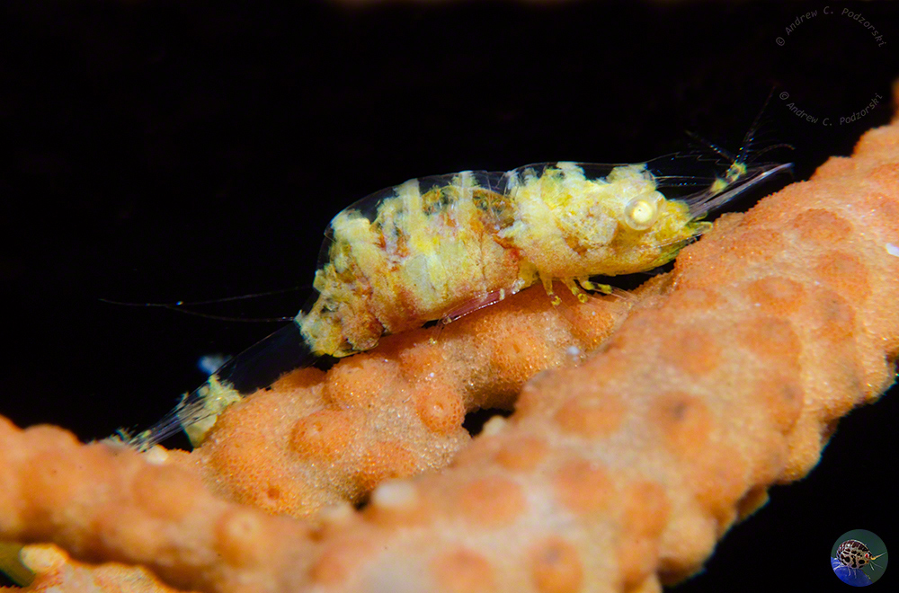 Hamodactylus cf. boschmai