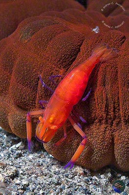 Zenopontonia imperator on a Euaptid sea-cucumber
