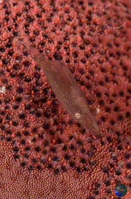 Zenopontonia noverca