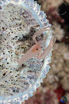 Thaumastocaris streptopus
