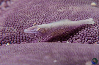 Pereclimenes soror on Linkia