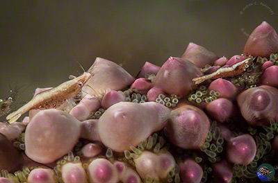 Pereclimenes soror on Gomophia sp.