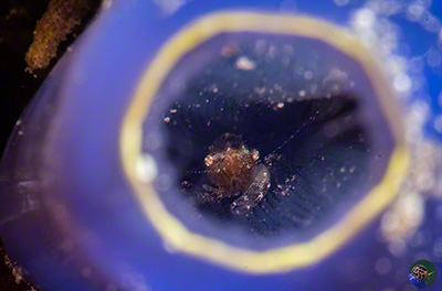 Periclimenes sp. deep in an ascidian