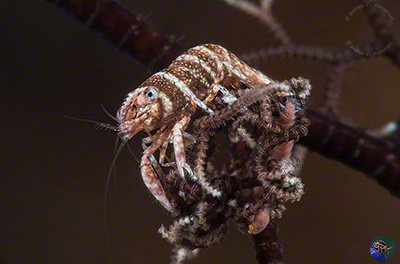 Periclimenes lanipes - female