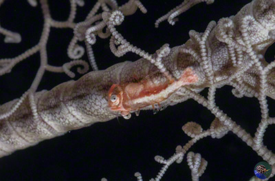 Periclimenes lanipes - male