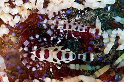 Periclimines colemani - male left, female right