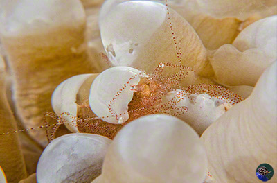 Hamopontionia corallicola