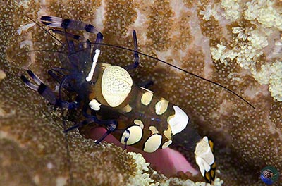 Periclimenes brevicarpalis with a bopyrid parasite