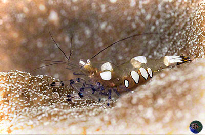 Periclimenes brevicarpalis