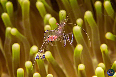 Periclemenes sarasvati