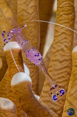 Periclemenes sarasvati