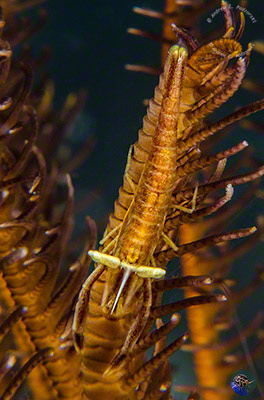 Laomenes amboinensis