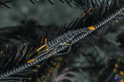 Laomenes amboinensis