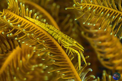 Laomenes amboinensis